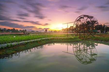 Cosmos flower field and wind mill in the garden at sunriseのeditorial素材