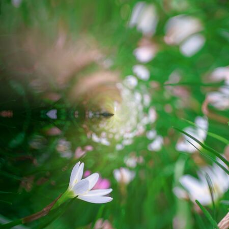 Flower field circle panorama
