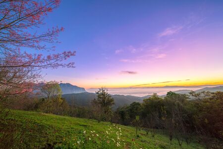Cherry bossom at san pa kia doi mae taman chiang mai thailandの写真素材