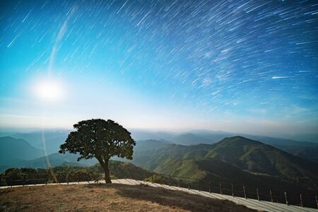 Tree against the night skyの写真素材