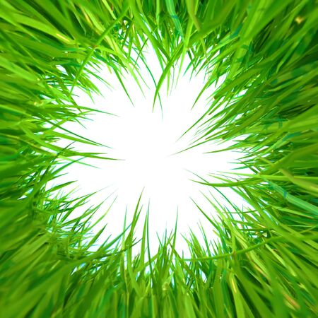 Grass on white backgroundの写真素材