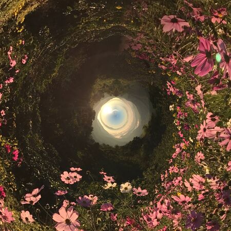 Circle panorama cosmos fieldの写真素材