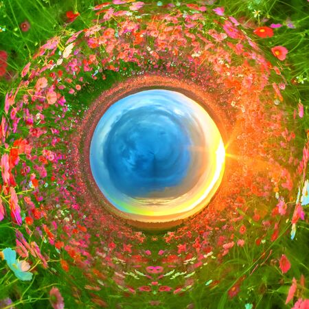 Circle panorama cosmos fieldの写真素材