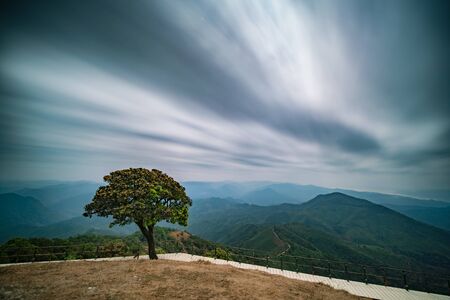Tree against the night skyの写真素材