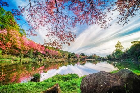 Cherry blossom in chiang mai thailandの写真素材