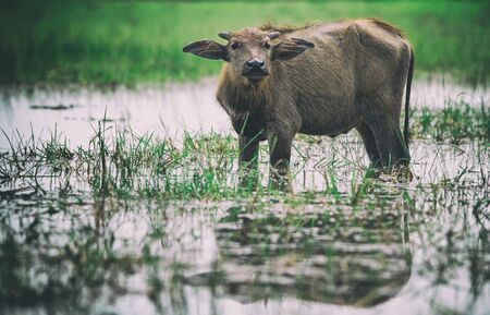 Thai buffaloの写真素材