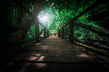 Old wooden bridge in the forestの写真素材