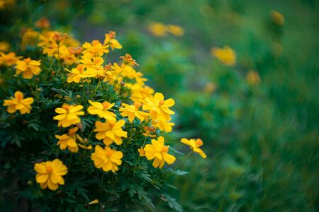 Cosmos flowerの写真素材