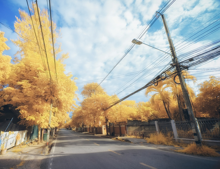 autumn road beautiful colored trees, chiang mai thailandの写真素材