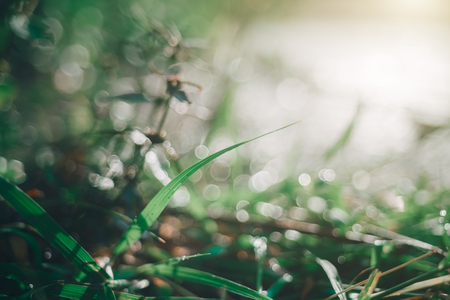 grass in the morningの写真素材
