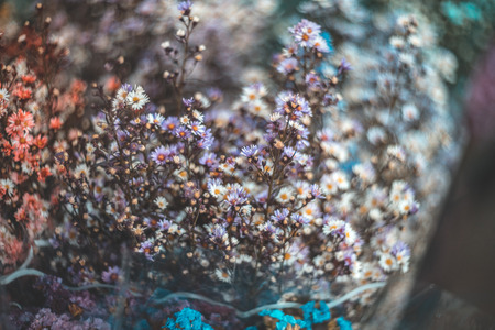 flower by vintage len at night market chiang mai thailandの写真素材