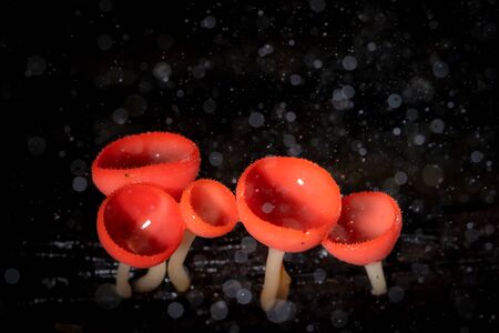 Fungi Cup or PINK BURN CUPの写真素材