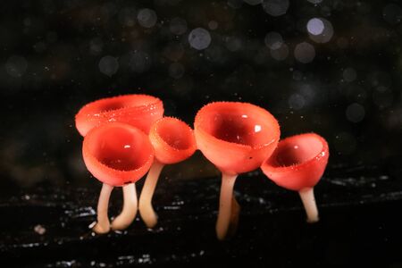 Fungi Cup or PINK BURN CUPの写真素材