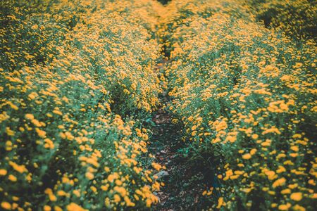flower fieldの写真素材