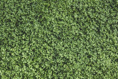 moss texture backgroundの写真素材