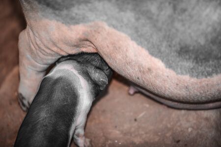 The piggy is eating breast milk.の写真素材