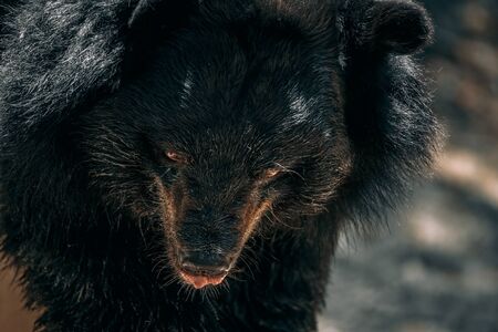 Close ups of danger black bearの写真素材