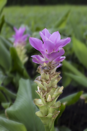 siam tulipの写真素材