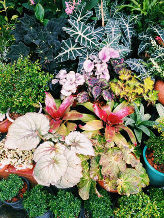 Flowers and plantsの素材