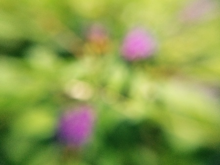 Blur effect of flowers in garden の素材
