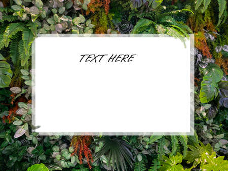 Beautiful nature background of tropical Leaves at garden.の写真素材