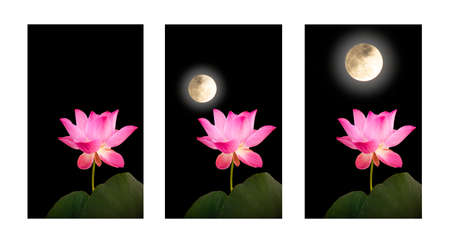 three frame of pink lotus with full moon at night,religion,の写真素材