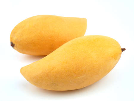 Mango of Thailand fruits of famous, Mangifera indica on white background