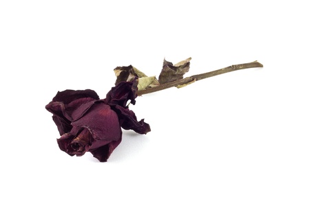 a dry roseの写真素材