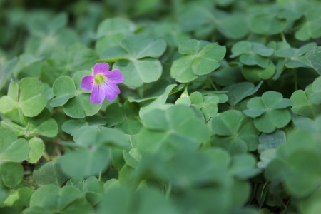 a purple flower with green paradiseの写真素材