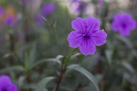 purple flower
