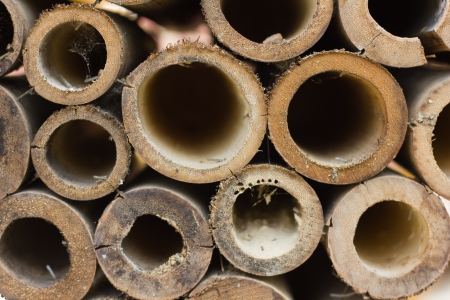 stalk of bambooの写真素材