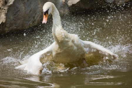 a swan is cleaning itself, front view の写真素材