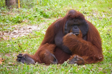 orangutan is thinking の写真素材
