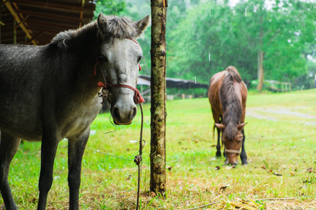 Gray and Brown Horse are eatingの写真素材