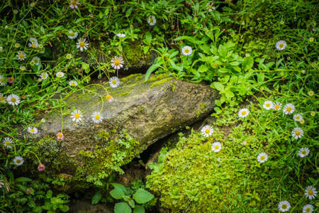 beautiful background with nice little flowersの写真素材