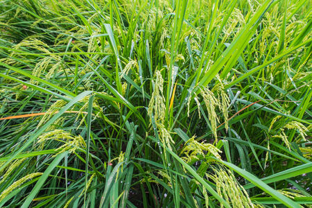paddy of riceの写真素材