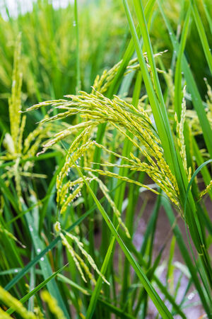 rice fieldの写真素材