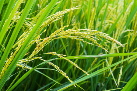 rice, close upの写真素材