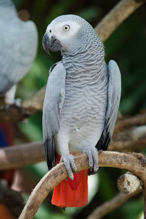 parrotの写真素材