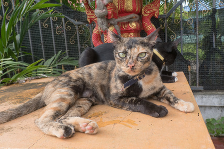 Home cat lay down on Shrineの写真素材
