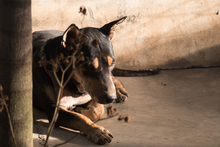 Old dog with dramatic toneの写真素材