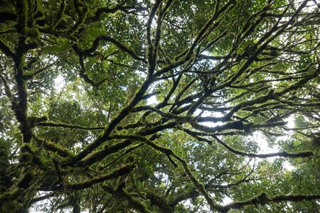 Tree and leaf plentiful in forestの写真素材