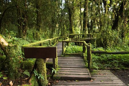 Footpath at Nature Trailの写真素材