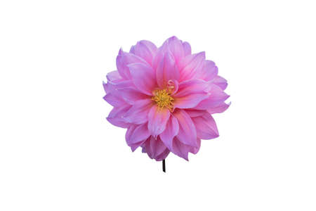 Flower isolated backgroundの写真素材