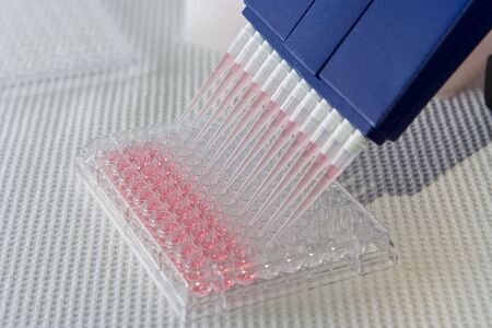 Blue multi-channel pipet used for pipetting a 96 well plate with pink solution on whiteの写真素材