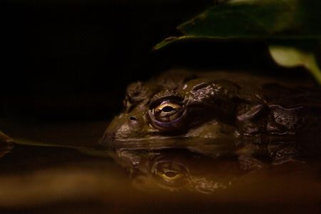 A toad in murky water sitting silently under a leaf at nightの写真素材