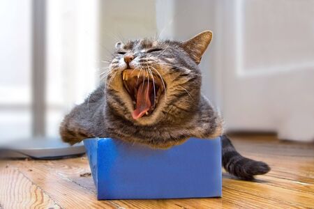 A cat laying in a shoe box whil she's yawning.の写真素材