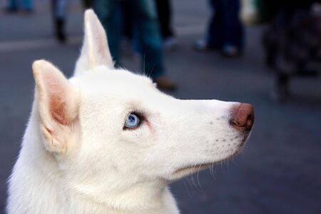 A white Husky's head shot from the side, showing his blue eye.の写真素材
