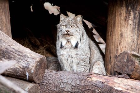 Beautiful Lynx sitting behind logの写真素材