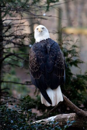 View of the back of an American Bald Eagle sitting on branch looking backwardsの写真素材